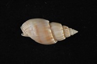 藏品(長織紋螺)的圖片